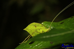 Typophyllum spurioculis