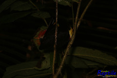 Ramphastos brevis