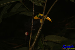Ramphastos brevis