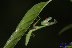 Stagmomantis theophila