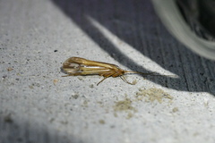 Limnephilus ornatus