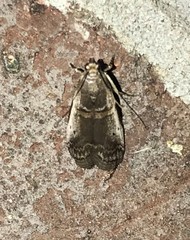 Acrobasis tumidulella