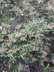 Comarostaphylis diversifolia diversifolia
