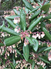 Comarostaphylis diversifolia diversifolia