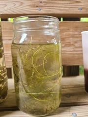 Utricularia floridana
