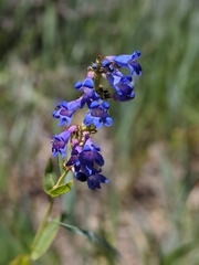 Penstemon cyananthus