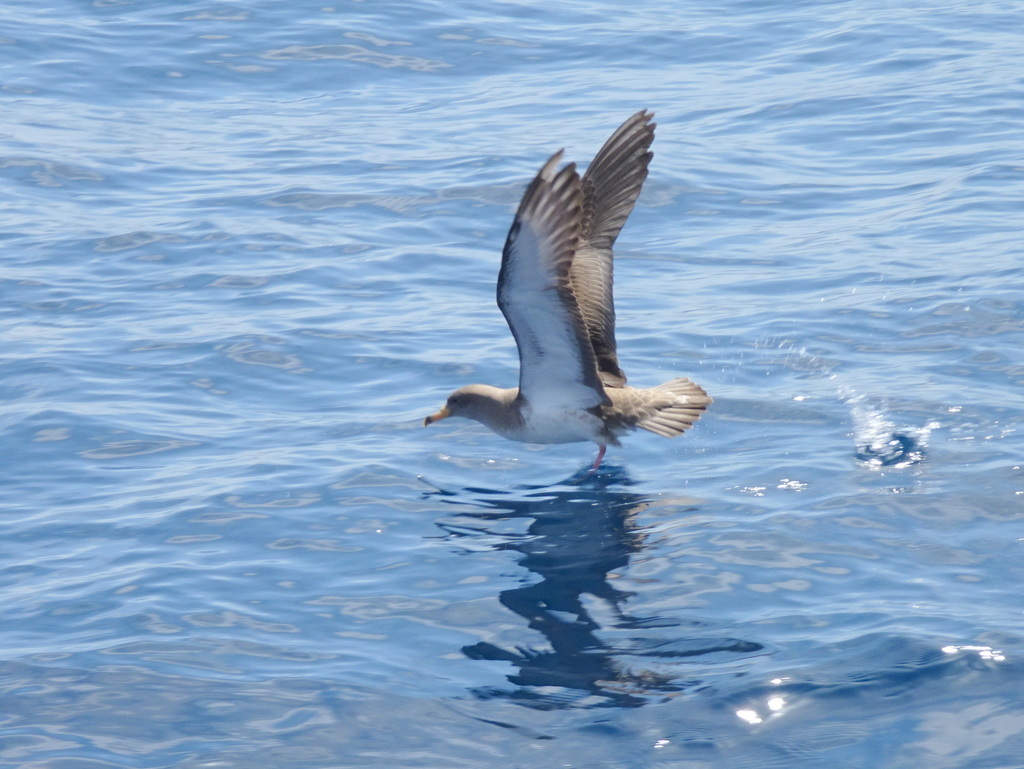 Scopoli's shearwater with wings raised just above the sea surface