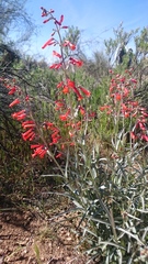 Penstemon subulatus