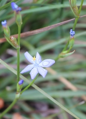 Orthrosanthus multiflorus