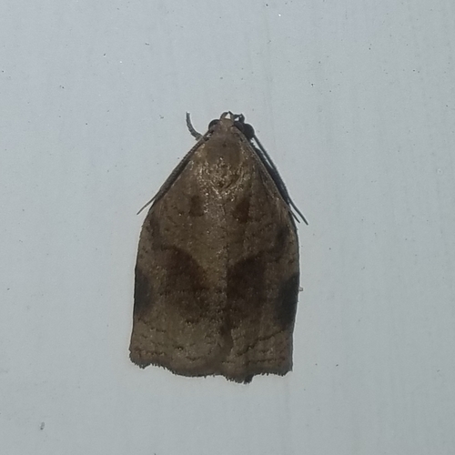 Rose Tortrix Moth photo 3