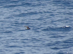 Hydrobates pelagicus