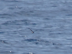 Hydrobates pelagicus