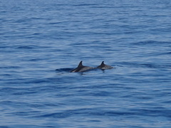 Stenella coeruleoalba