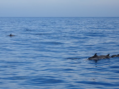 Stenella coeruleoalba