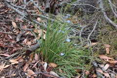 Orthrosanthus multiflorus