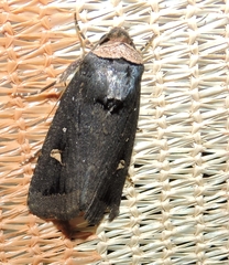 Proteuxoa cinereicollis