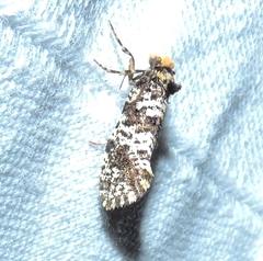 Ardiosteres moretonella