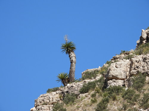 Yucca faxoniana