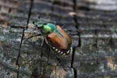 Popillia japonica
