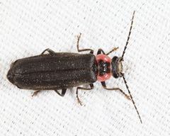 Podabrus brevicollis