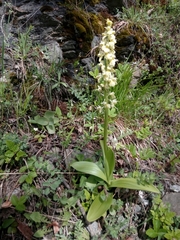 Orchis pallens