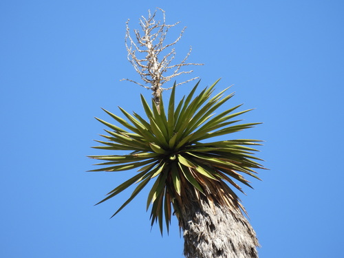 Yucca faxoniana