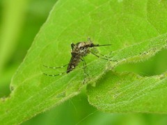 Aedes grossbecki