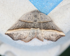 Metanema determinata