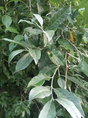 Elaeagnus umbellata