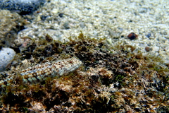 Synodus dermatogenys