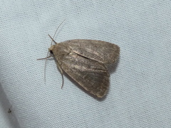 Athetiina