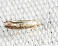 Argyresthia subreticulata