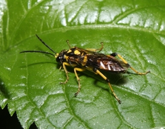 Macrophya formosa