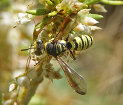 Eucerceris provancheri
