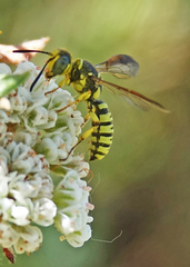 Eucerceris provancheri