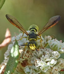 Eucerceris provancheri