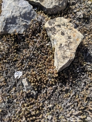 Selaginella wrightii