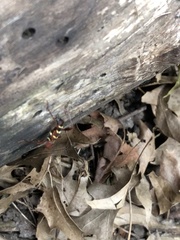 Neoclytus acuminatus