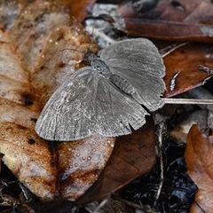 Hermeuptychia sosybius