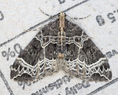 Ecliptopera silaceata