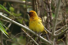 Ploceus ocularis suahelicus