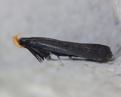 Dichomeris purpureofusca