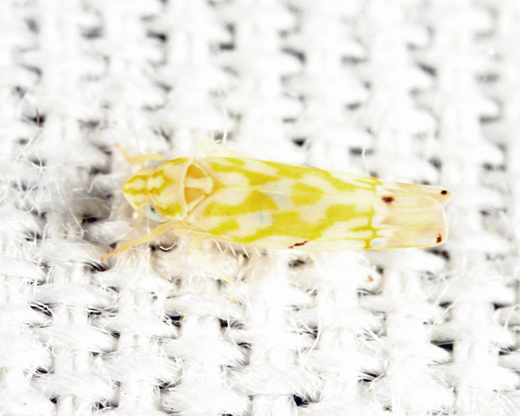 Eastern Grape Leafhopper