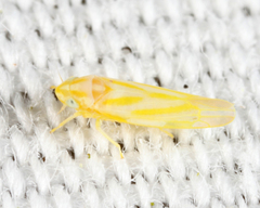 Erythridula penelutea