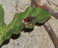Habronattus forticulus