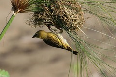 Ploceus xanthopterus