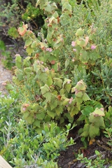 Lasiopetalum schulzenii