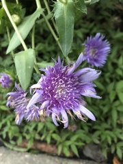Stokesia laevis