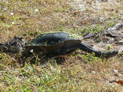 Chelodina expansa