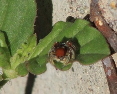 Habronattus forticulus